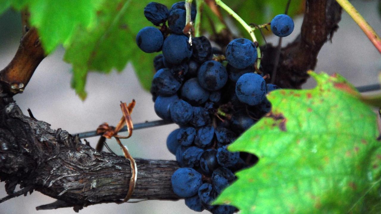The Vines Motel & Cottages Stanthorpe Esterno foto
