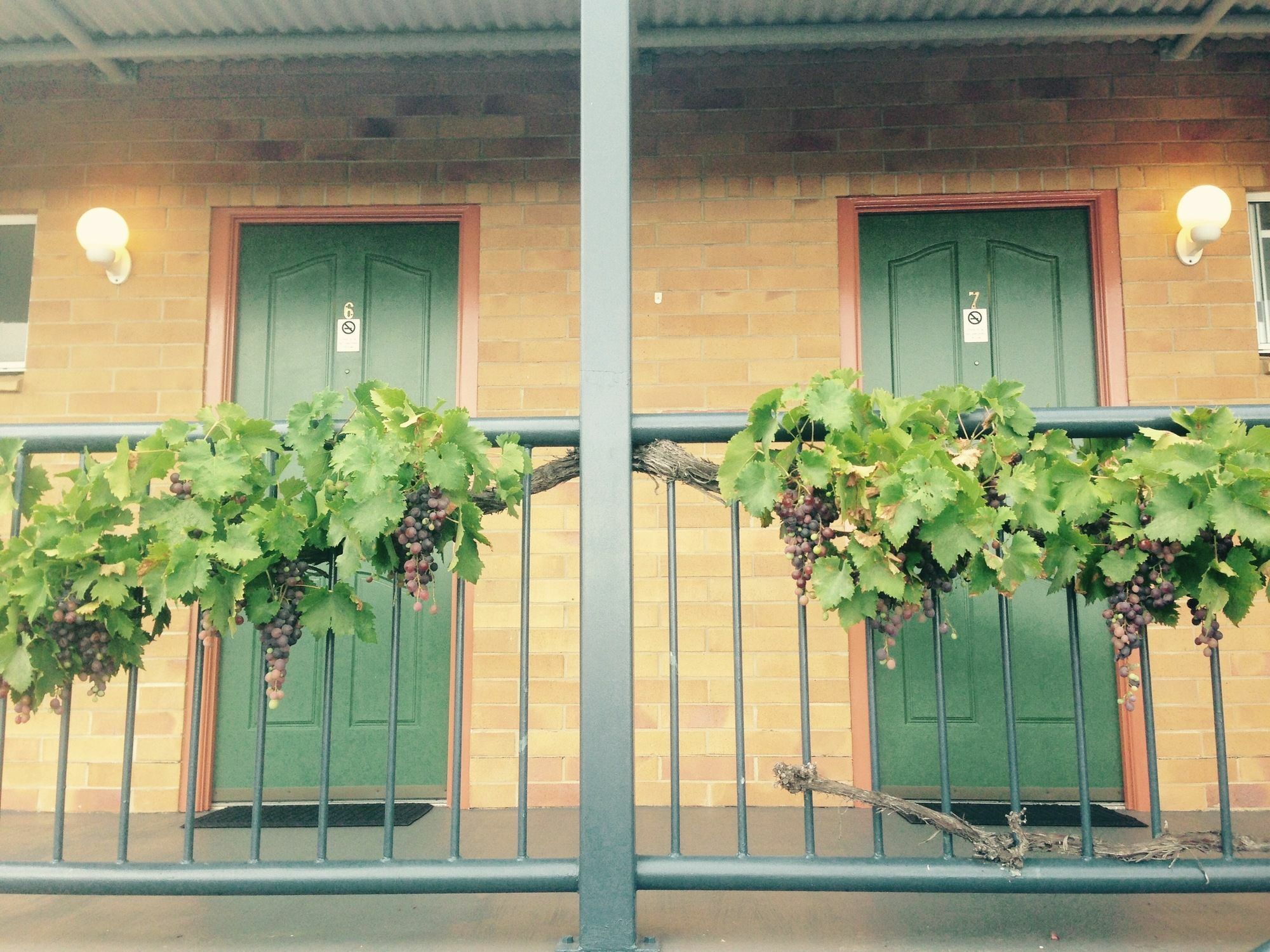 The Vines Motel & Cottages Stanthorpe Esterno foto