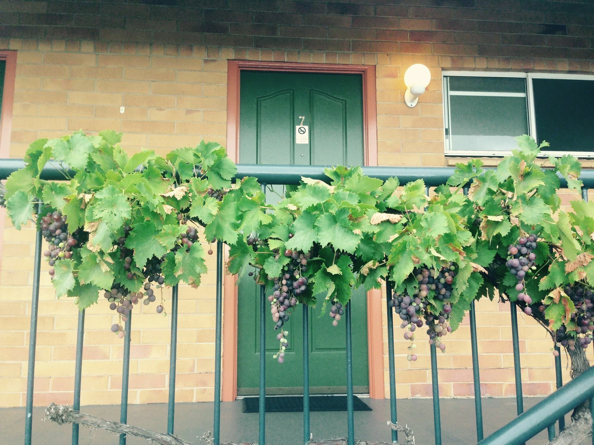 The Vines Motel & Cottages Stanthorpe Esterno foto